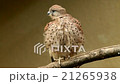 Transforming of a perching rock or common kestrel 21265938