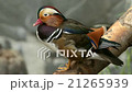 Transforming of a mandarin duck male 21265939