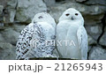 Awakening of a couple of snowy owls 21265943