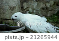 snowy owl, white male, savoring delicious water 21265944