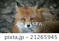 drowsy red fox male, vulpes vulpes 21265945
