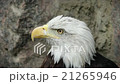 head and shoulders of a bald eagle 21265946