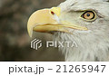 The close up face of a bald eagle 21265947