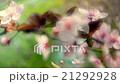 Close up fresh pan scene of blooming pink cherry 21292928