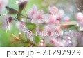 Close up panoramic scene of blooming pink cherry 21292929