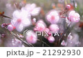Etherial closeup view of blooming pink cherry tree 21292930
