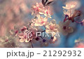 Close up panoramic view of blooming pink cherry 21292932