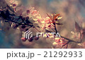 Sunset panoramic scene of blooming pink cherry 21292933