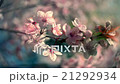 Round sunset panorama of blooming pink cherry 21292934