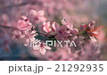 Aery fairy closeup pan of blooming pink cherry 21292935