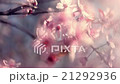 Atmospheric panoramic view of blooming pink cherry 21292936