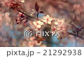 Panoramic view of long blooming pink cherry 21292938