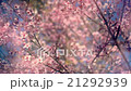 Pink cherry on the wind with soft blur effect 21292939