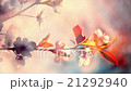 Shining closeup pan view of blooming pink cherry 21292940