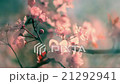 Toned panoramic view of blooming pink cherry 21292941