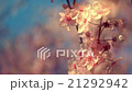 Panoramic scene of blooming pink cherry branch 21292942