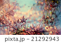 Magic closeup shiny scene of blooming pink cherry 21292943
