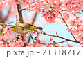 桜とメジロ 21318717