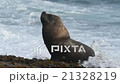 Patagonia sea lion seals on the beach 21328219