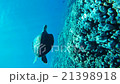 アオウミガメ（世界自然遺産　小笠原諸島） 21398918