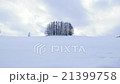 冬の北海道・美瑛の風景 21399758