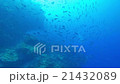 Underwater landscape of Cebu Balicasag 21432089