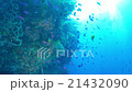 Underwater landscape of Cebu Balicasag 21432090