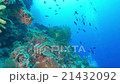 Underwater landscape of Cebu Balicasag 21432092