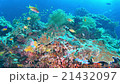 Underwater landscape of Cebu Balicasag 21432097