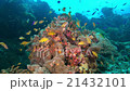 Underwater landscape of Cebu Balicasag 21432101