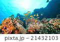 Underwater landscape of Cebu Balicasag 21432103