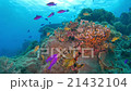 Underwater landscape of Cebu Balicasag 21432104