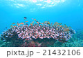 Underwater landscape of Cebu Balicasag 21432106