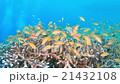 Underwater landscape of Cebu Balicasag 21432108
