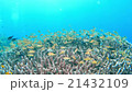 Underwater landscape of Cebu Balicasag 21432109