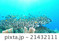 Underwater landscape of Cebu Balicasag 21432111