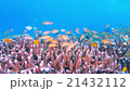 Underwater landscape of Cebu Balicasag 21432112