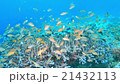 Underwater landscape of Cebu Balicasag 21432113
