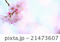 美麗的河津櫻花樹 21473607