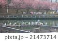 櫻花盛開 21473714