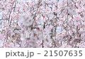 垂柳櫻花在風中 21507635