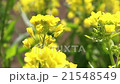 強姦開花 21548549