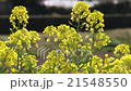 強姦開花 21548550