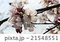 櫻桃樹 21548551