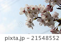 櫻桃樹 21548552