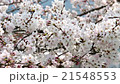 櫻桃樹 21548553
