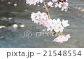 櫻花和河流 21548554