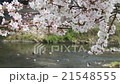 櫻花和河流 21548555