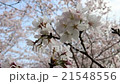 櫻桃樹 21548556