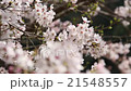 櫻桃樹 21548557